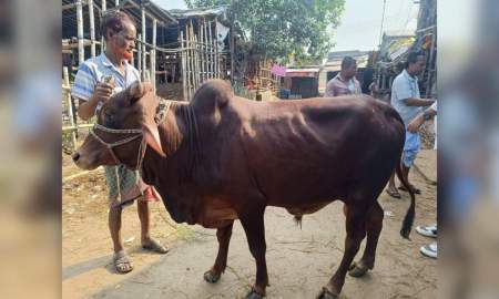 সোয়া লাখ টাকায় গরু কিনলেন জগন্নাথ বিশ্ববিদ্যালয়ের শিক্ষার্থীরা
