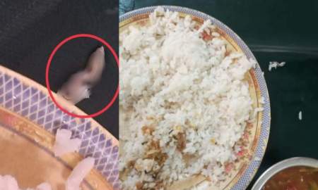 নজরুল বিশ্ববিদ্যালয়ের হলের ডাইনিংয়ের খাবারে মিলল সেদ্ধ টিকটিকি