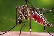 ডেঙ্গুতে এক দিনে ১০ জনের মৃত্যু