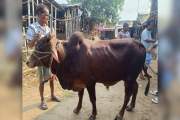 সোয়া লাখ টাকায় গরু কিনলেন জগন্নাথ বিশ্ববিদ্যালয়ের শিক্ষার্থ…