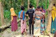 পাবনায় গাছ কাটতে গিয়ে প্রাণ গেল দিনমজুরের