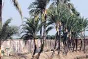 ঐতিহ্যের গুড় ঘিরে সম্ভাবনা, টিকে থাকার লড়াই গাছিদের