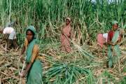 ঋতুস্রাব-গর্ভাবস্থায় ছুটি নেই, বাধ্য হয়ে জরায়ু বাদ দিচ্ছেন …