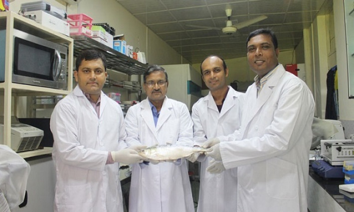 প্রথমবারের মতো ইলিশের পূর্ণাঙ্গ জীবনরহস্য উন্মোচন করেছেন বাংলাদেশ কৃষি বিশ্ববিদ্যালয়ের (বাকৃবি) একদল গবেষক