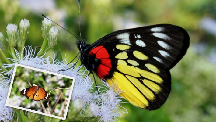 জাহাঙ্গীরনগর বিশ্ববিদ্যালয়ে প্রজাপতি মেলা শুক্রবার
