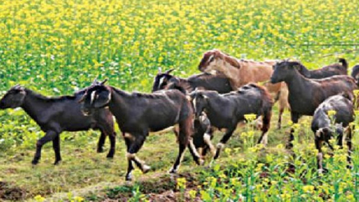 ব্ল্যাক বেঙ্গল ছাগল