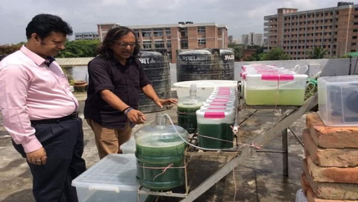 ছাদের উপর সামুদ্রিক শৈবাল চাষের প্রযুক্তি