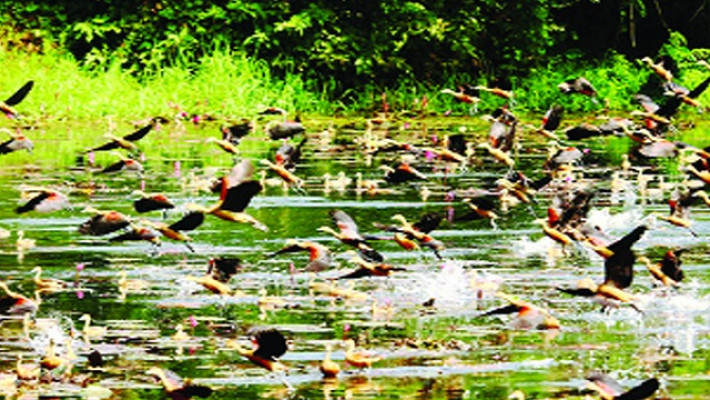 জাহাঙ্গীরনগর বিশ্ববিদ্যালয়ে পাখি মেলা ১১ জানুয়ারি