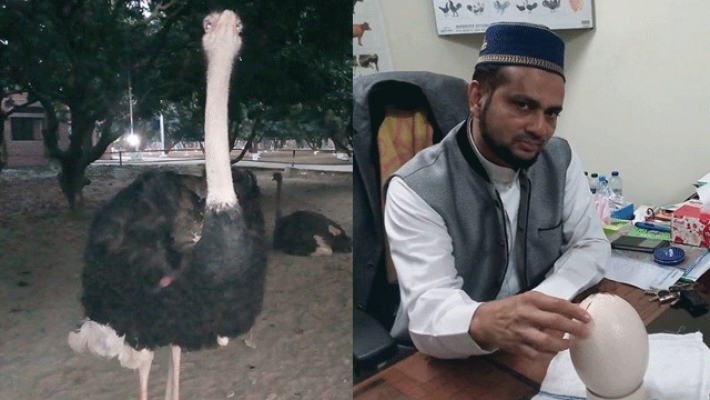 ডিম দিতে শুরু করেছে হাবিপ্রবি’র উটপাখি 