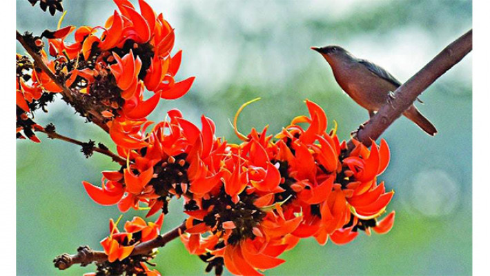 জাবি ক্যাম্পাসে বসন্তের আগমনী বার্তা