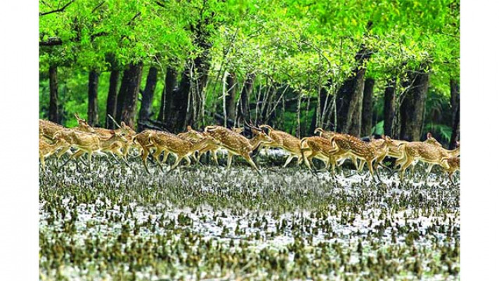 সুন্দরবনের দৃশ্য