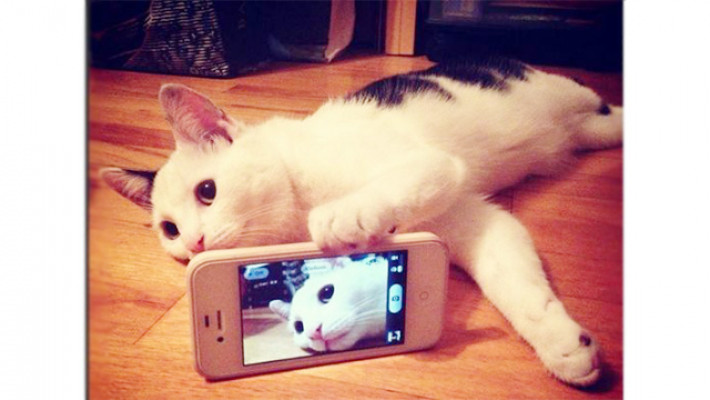 বিড়াল ছানা হত্যা মামলায় জামিন পেল কলেজছাত্রী