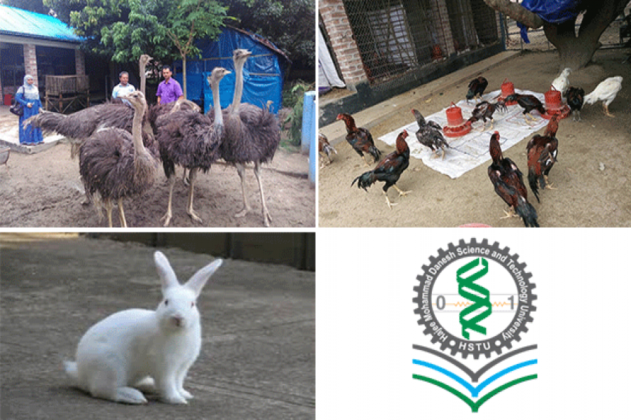 হাজী দানেশের সৌন্দর্য উটপাখি-খরগোশ-মুরগি
