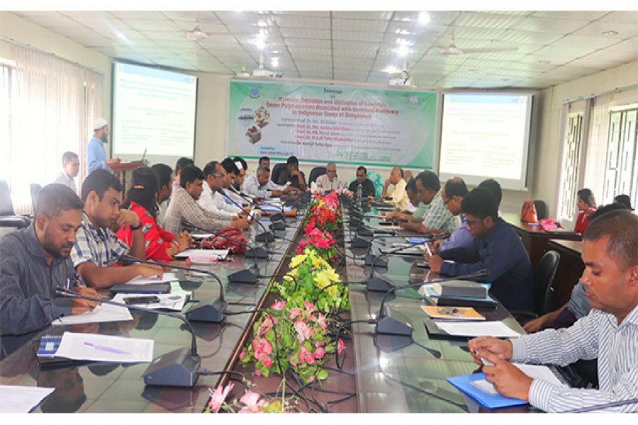 উচ্চ প্রজননক্ষম ভেড়া উৎপাদনে কাজ করছে বাকৃবি