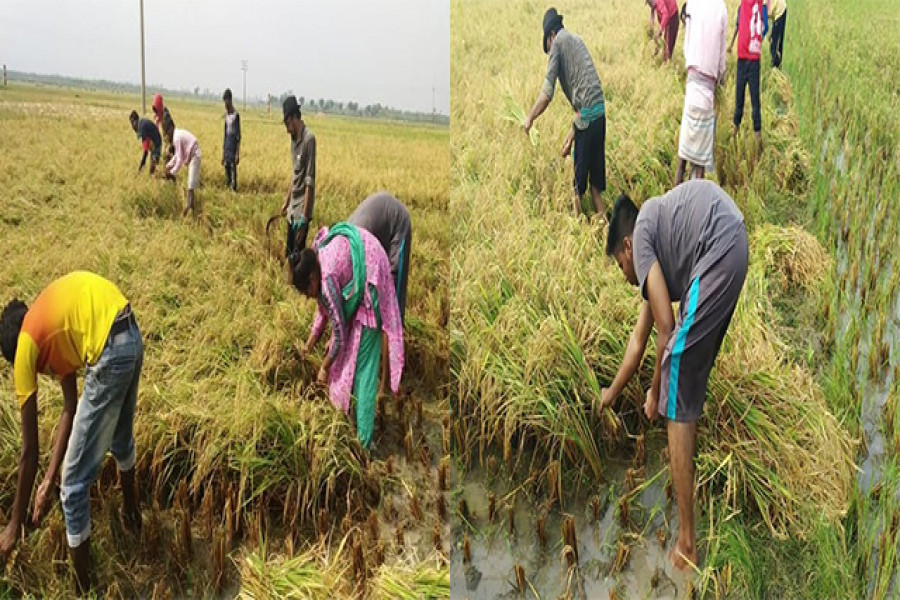 স্বেচ্ছাশ্রমে ধান কেটে দিচ্ছেন ছাত্র ফেডারেশনের নেতারা