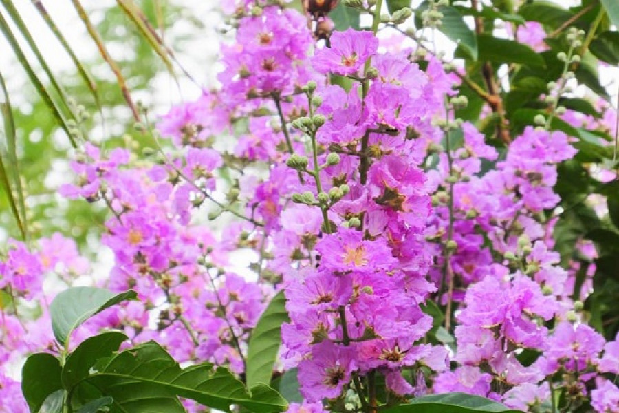 বাহারি ফুলের রঙ্গে-রঙ্গিন হাবিপ্রবি ক্যাম্পাস