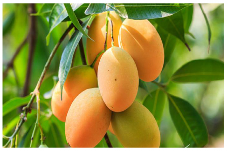 ক্যানসার প্রতিরোধে সাহায্য করে আম