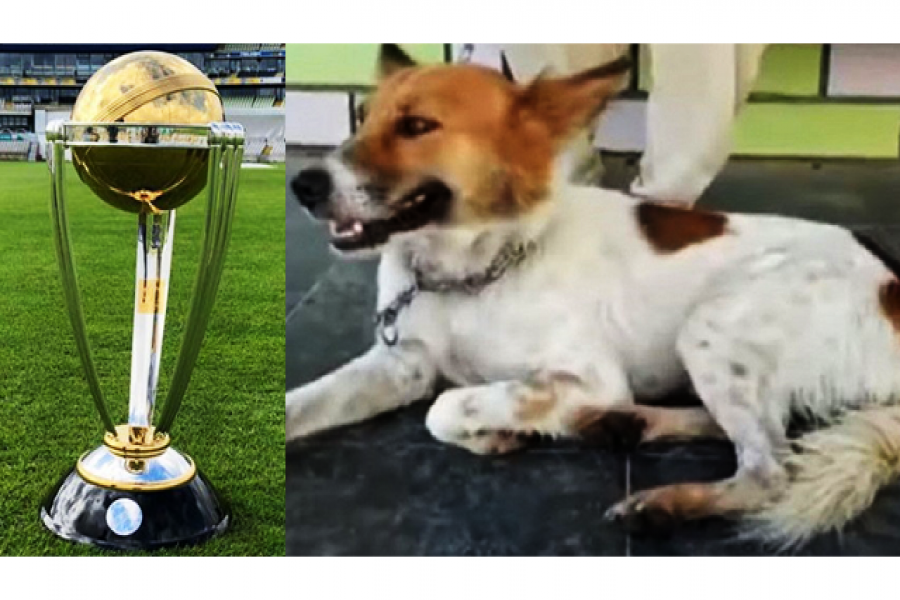 ডিম খেয়েই বিশ্বকাপের সঠিক ভবিষদ্বাণী করছে কুকুর