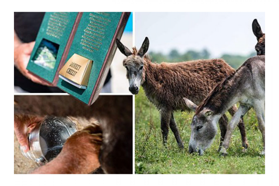 প্রতি কেজি পনির ৭৯ হাজার টাকা! 