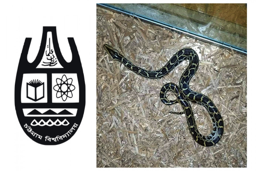 চবিতে এবার ধরা পড়লো বাচ্চা অজগর