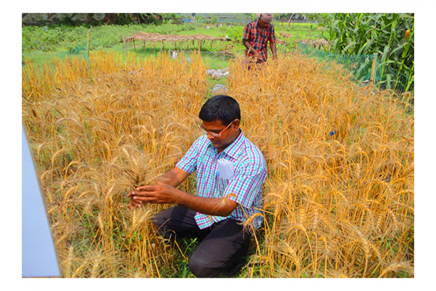 লবণসহিষ্ণু গমের জাত নিয়ে হাবিপ্রবি কর্মকর্তার গবেষণা