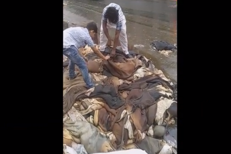 কোরবানির পশুর চামড়া কেটে প্রতিবাদ