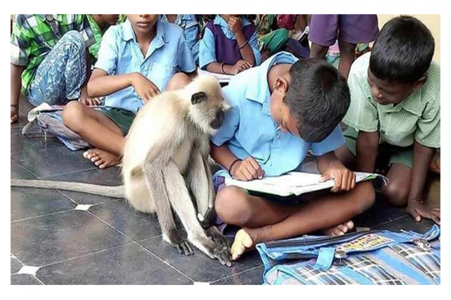 স্কুলের মনোযোগী ছাত্র বানর!