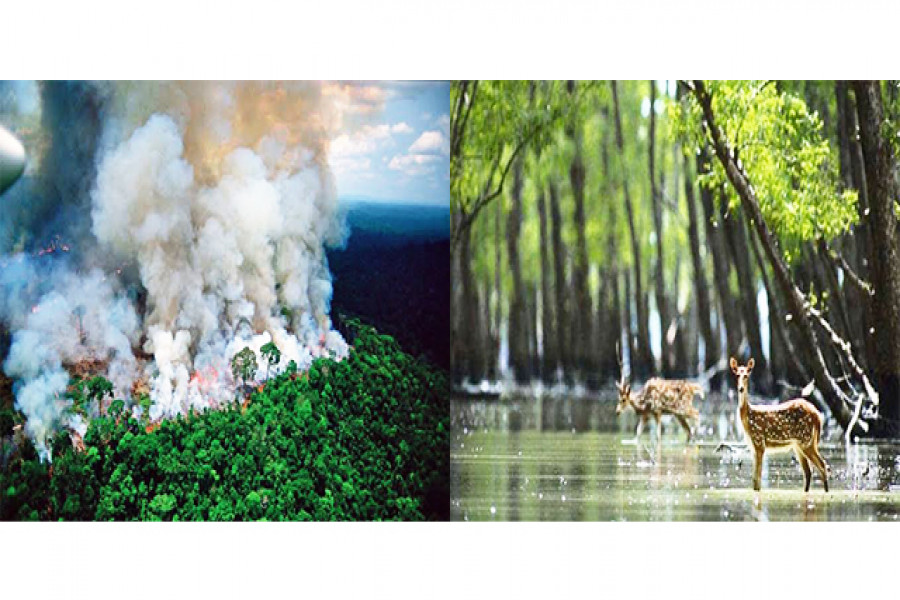 আমাজন ও সুন্দরবন