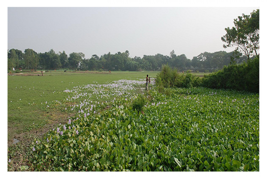 কচুরিপানার মধ্যে থেকে অজ্ঞাত চার ব্যক্তির লাশ উদ্ধার