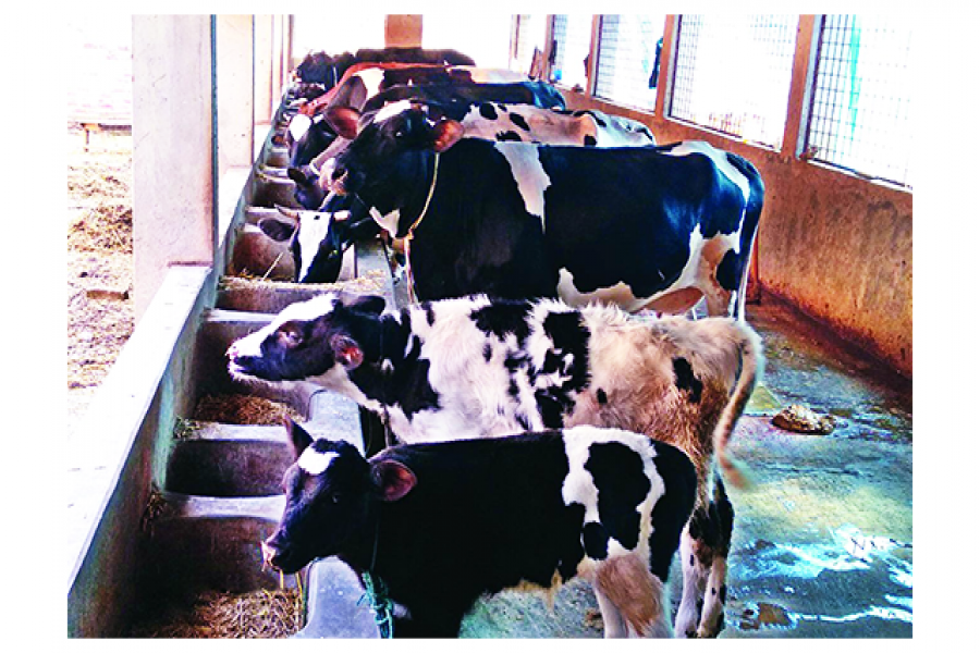 গোবরে ডুবে চার ভারতীয়ের মৃত্যু