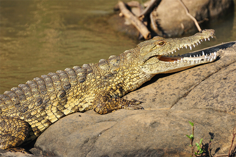 বন্ধুকে বাঁচাতে কুমিরের সঙ্গে স্কুলছাত্রীর লড়াই