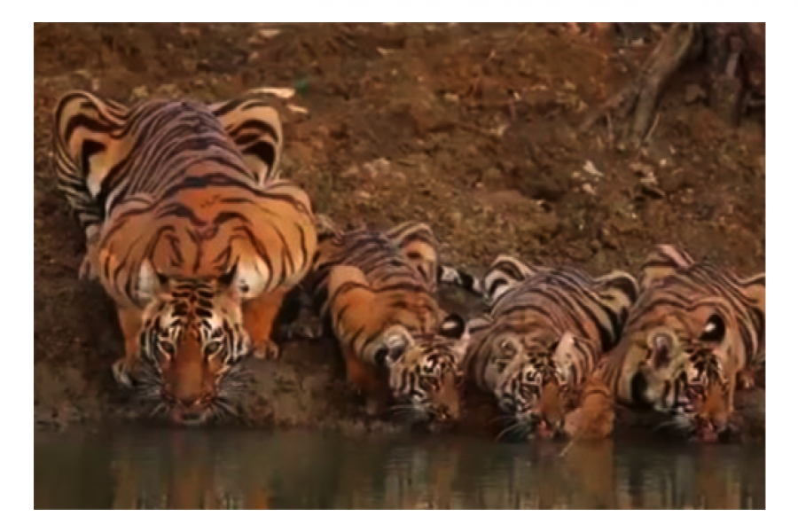 সপরিবারে বাঘিনীর জলপানের ভিডিও ভাইরাল