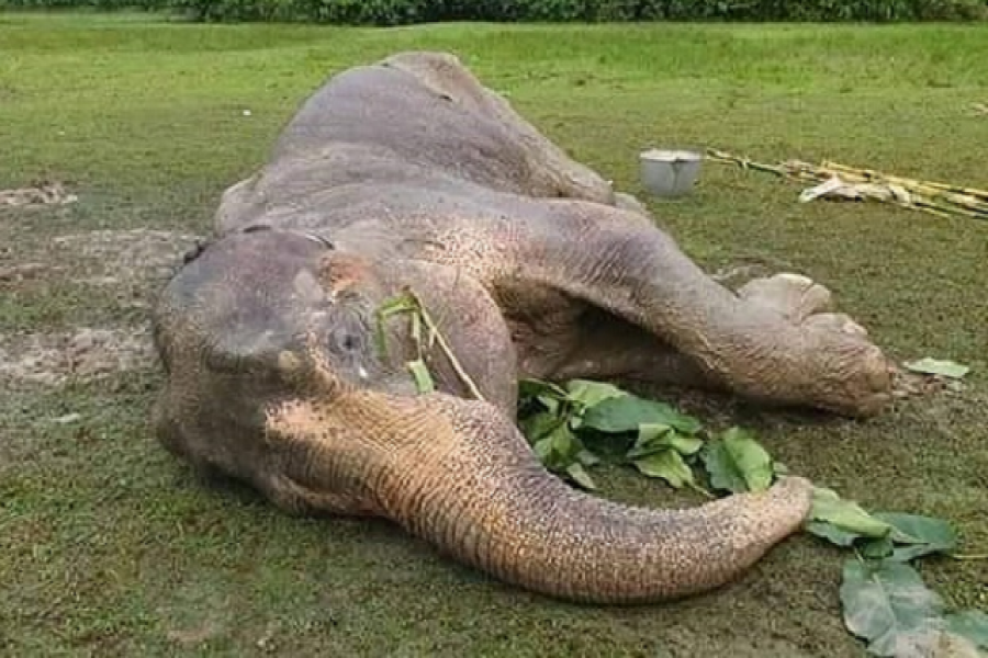 বাঁচানো গেল না সেই হাতিটিকে