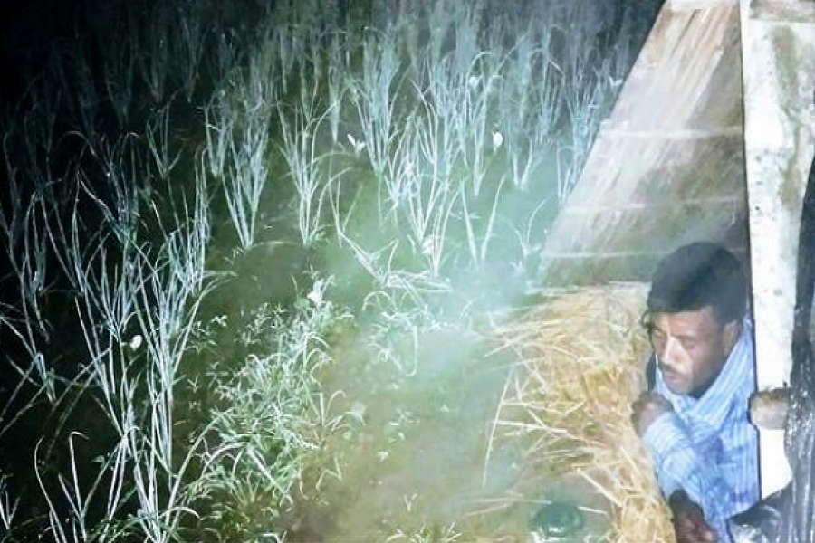 রাত জেগে পেঁয়াজ ক্ষেত পাহারায় কৃষক