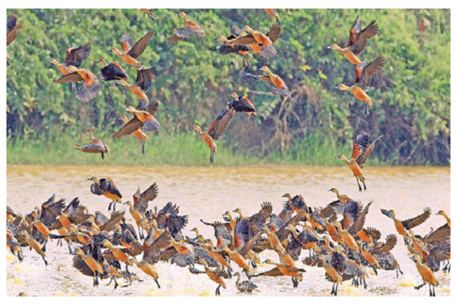 নির্জন ক্যাম্পাস মুখরিত অতিথি পাখিতে