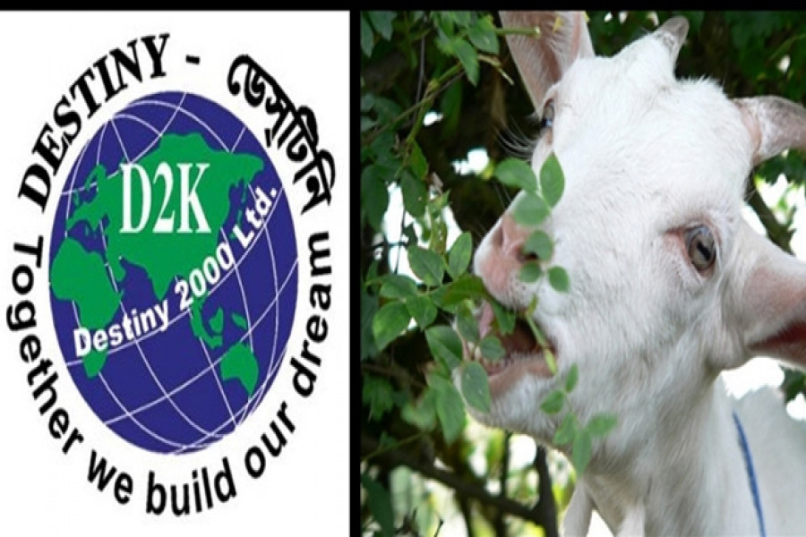 ছাগলে খেয়েছে ডেসটিনির ৩৫ লাখ গাছ!