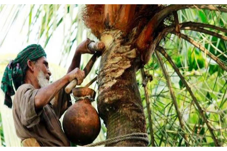 খেজুর গাছে হাড়ি পাতার দৃশ্য