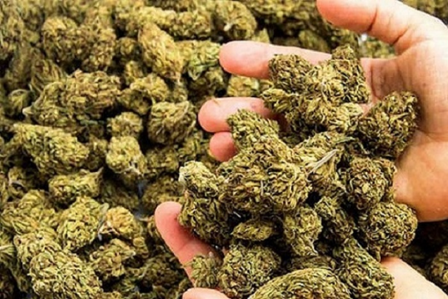 থার্টিফার্স্ট নাইটে গাঁজা সেবনের অনুমতি মিলেছে!