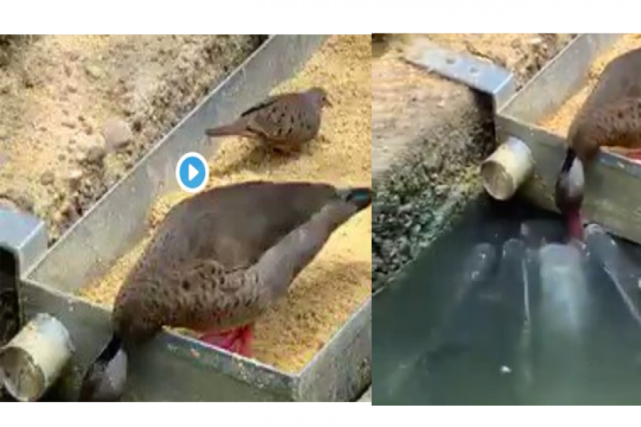 মাছকে খাবার খাইয়ে দিচ্ছে হাঁস, ভিডিও ভাইরাল