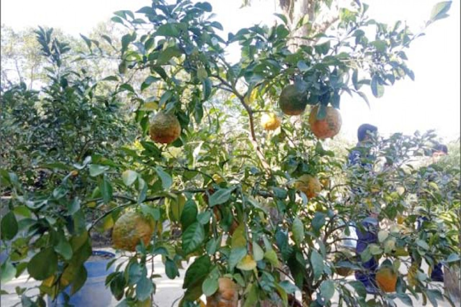 টিলার উপর বিদ্যালয়, ছাঁদে কমলা চাষ