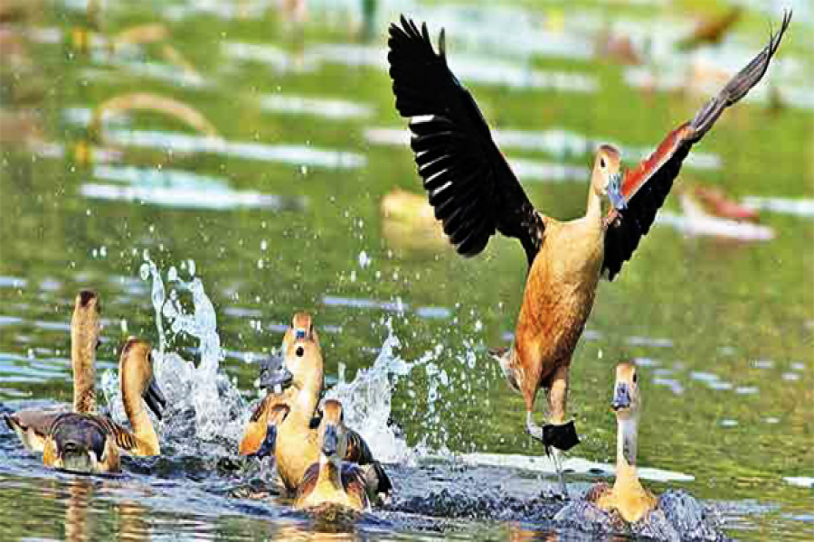 কাল জাহাঙ্গীরনগর বিশ্ববিদ্যালয়ে পাখিমেলা