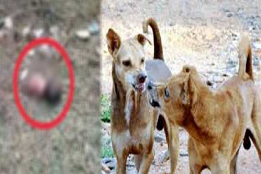 নবজাতকের ফেলে রাখা লাশ ছিন্ন-বিছিন্ন করল কুকুর