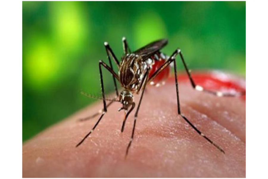 রাজধানীতে ফের ডেঙ্গু রোগী শনাক্ত