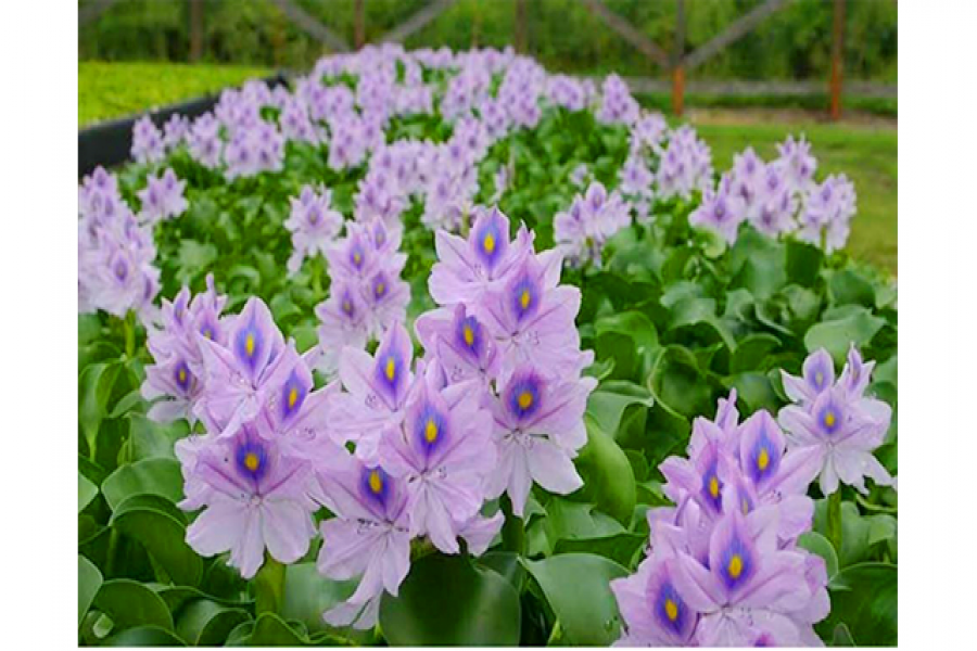 কচুরিপানা 