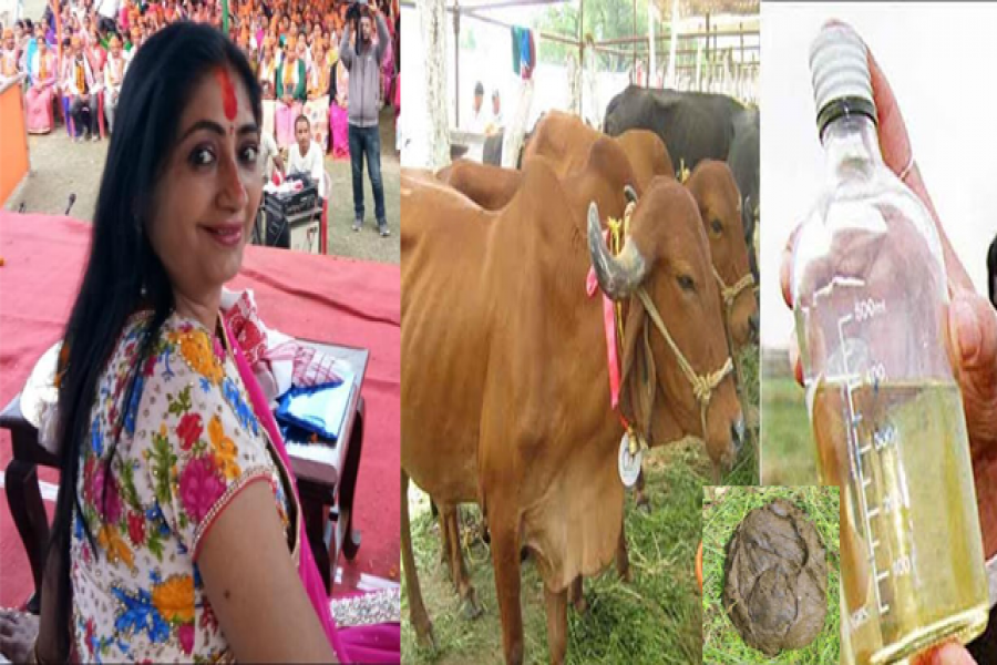 গো-মূত্র ও গোবর ব্যবহারে সারবে করোনা ভাইরাস: বিজেপির এমপি