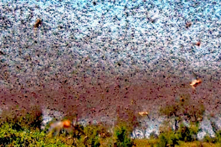 ভয়ঙ্কর পঙ্গপালের ঝাঁক ধেয়ে আসছে ভারত ও ইসরায়েলে