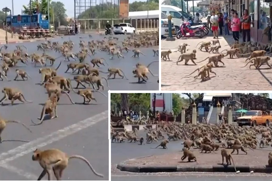 করোনার কারণে খাবার সঙ্কট, রাস্তায় হাজারো বানরের মিছিল (ভিডিও)