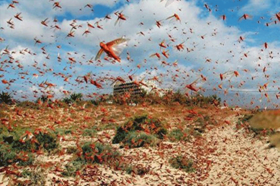 ভারতের দিকে ধেয়ে আসছে পঙ্গপাল (ভিডিও)