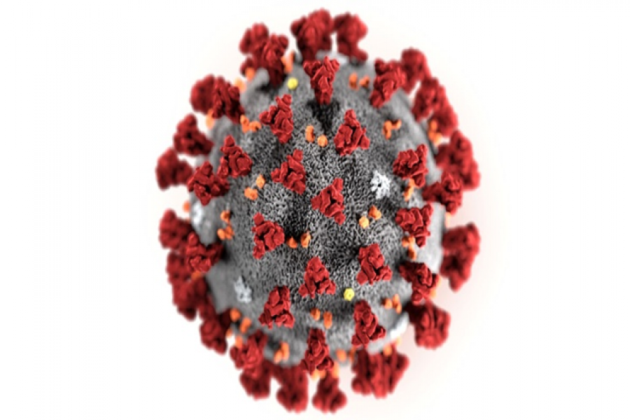 করোনাভাইরাস: মানুষের তৈরি নয়, প্রাকৃতিকভাবে সৃষ্টি— গবেষণা