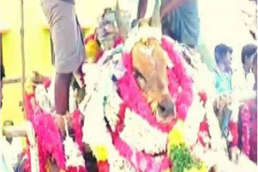 গরুর শেষকৃত্য, লকডাউন ভেঙে মানুষের ঢল (ভিডিও)